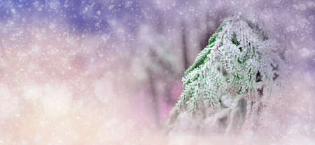 Winter background with snowy trees and snowflakes. Christmas conceptの写真素材