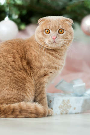 Cat sitting with gifts near Christmas tree with ballの写真素材