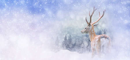 Winter background with deer. Christmas conceptの写真素材