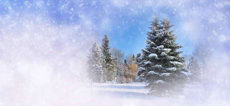 Winter background with snowy trees and snowflakes. Christmas conceptの写真素材