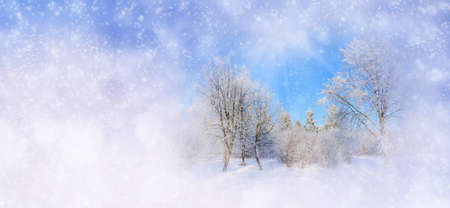 Winter background with snowy trees and snowflakes. Christmas conceptの写真素材