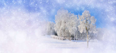 Winter background with snowy trees and snowflakes. Christmas conceptの写真素材