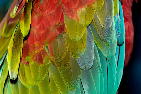 Colorful feathers. Parrot feathers background textureの写真素材