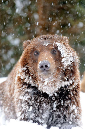 Wild brown bear in winter forestの写真素材