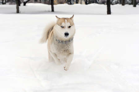 Young siberian husky dog in snowの写真素材