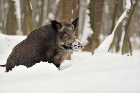 Wild boar in winter forestの写真素材