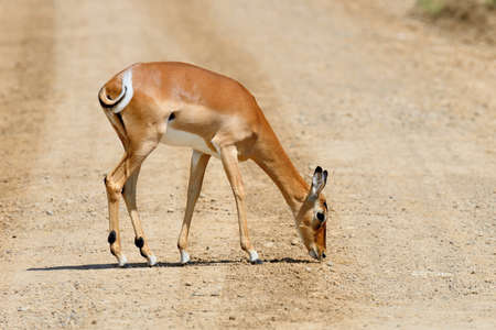 Impala on savanna in  Africa, Kenya