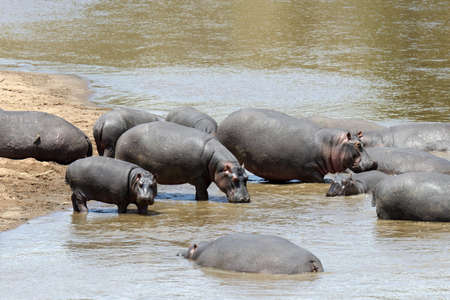 Hippo family (Hippopotamus amphibius) in the water, Africaの写真素材
