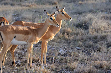 Impala on savanna in  Africa, Kenyaの写真素材