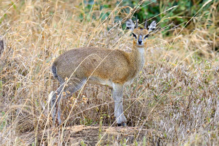 Dik-dik in  Africa, Kenyaの写真素材