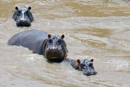 Hippo family (Hippopotamus amphibius) in the water, Africaの写真素材