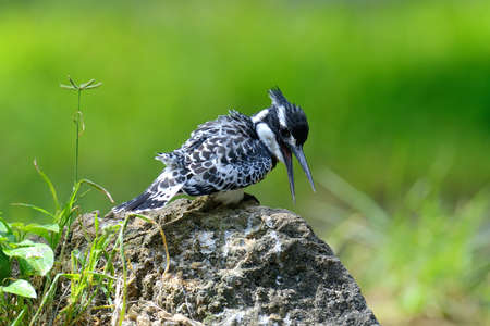 Pied Kingfisher on stone in Kenya, Africaの写真素材