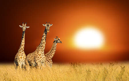 Three giraffes on a background sunset in  Kenya, Africaの写真素材