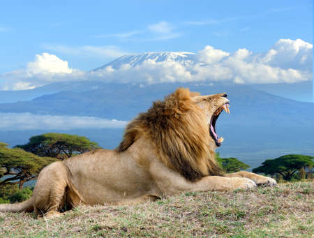 Lion on Kilimanjaro mount background in  Kenya, Africaの写真素材