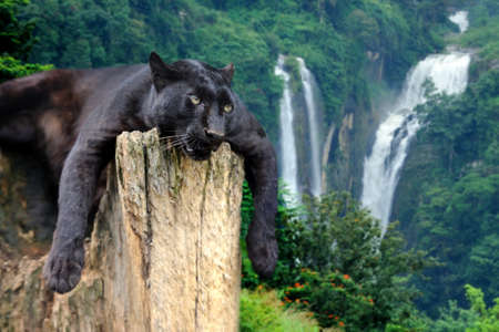 Black leopard on the tree against the background of a waterfall