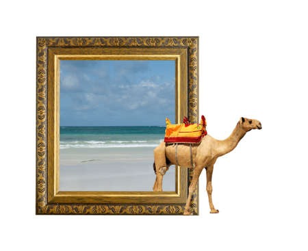 Camel in old wooden frame with 3d effectの写真素材