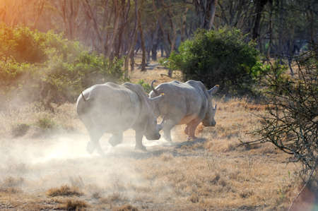 African white rhino, Kenyaの写真素材