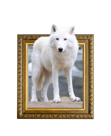 Arctic wolf in old wooden frame with 3d effectの写真素材