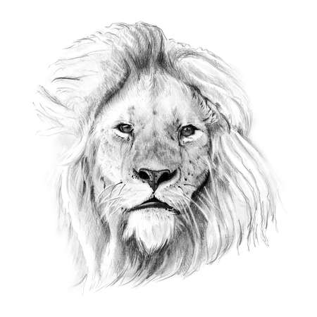 Portrait of lion drawn by hand in pencil. Originals, no tracingの写真素材
