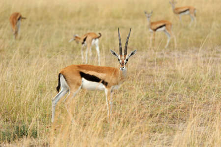 Thomson's gazelle on savanna in National park of Africaの写真素材