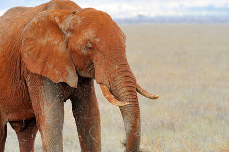 Elephant in National park of Kenya, Africaの写真素材