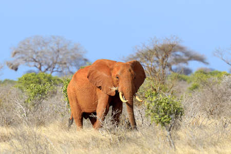 Elephant in National park of Kenya, Africaの写真素材