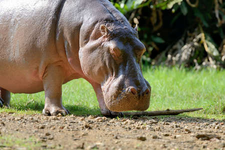 Hippo family (Hippopotamus amphibius) outside the water, Africa