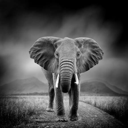Dramatic black and white image of a elephant on black backgroundの写真素材