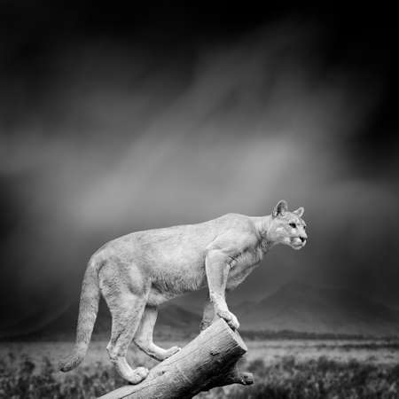 Dramatic black and white image of a puma on black backgroundの写真素材