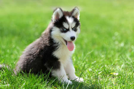 Cute little siberian husky puppy in grassの写真素材