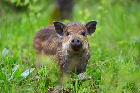 Wild boar on the forest in springtimeの写真素材