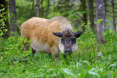 Wild boar on the forest in springtimeの写真素材