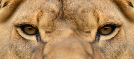 Closeup portrait of a african Lionの写真素材
