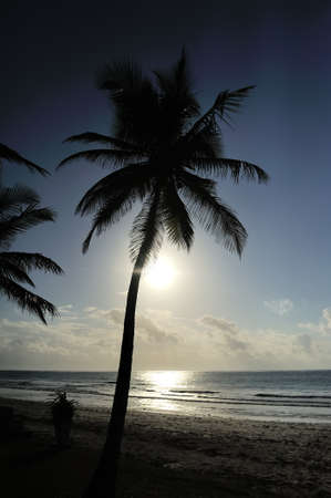 Palm trees silhouette on beautiful sunset tropical beach