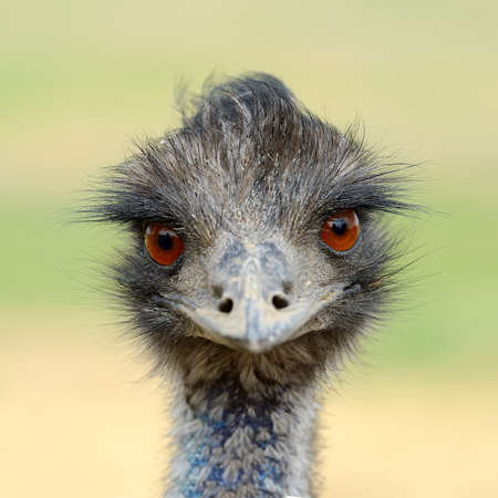 Close ostrich bird head in natureの写真素材