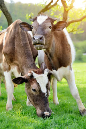 Brown cows on a summer pastureの写真素材