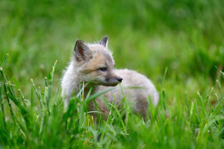 Close up baby silver fox in grassの写真素材