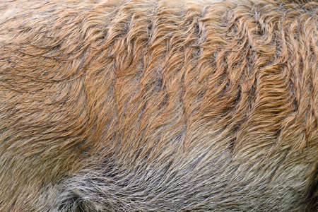 Texture of a skin of a wild boar as backgroundの写真素材