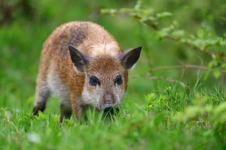 Wild boar on the forest in springtimeの写真素材