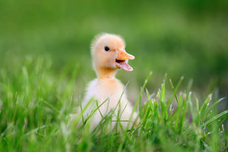 Little yellow duckling on green grassの写真素材