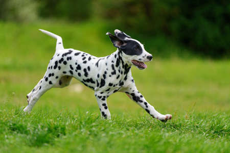 Adorable dalmatian dog outdoors in summerの写真素材