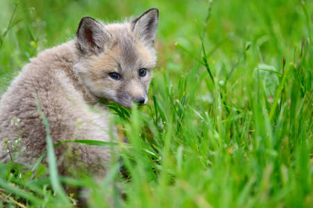 Close up baby silver fox in grassの写真素材