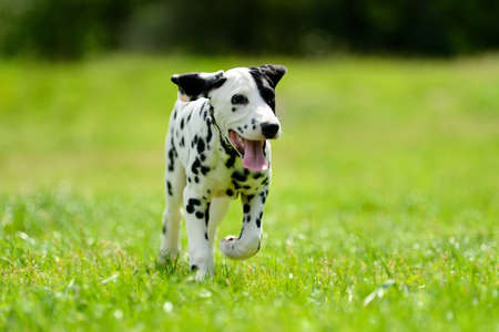 Adorable dalmatian dog outdoors in summerの写真素材