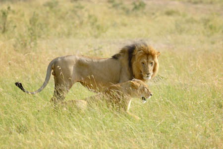 Close lion in National park of Kenya, Africaの写真素材
