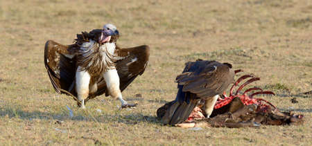 Vulture feeding on a kill.  Kenyaの写真素材