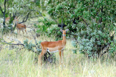 Impala on savanna in   Africa, Kenyaの写真素材
