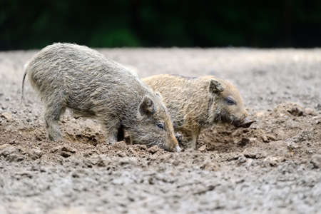 Small wild boar in the forest in the springtimeの写真素材