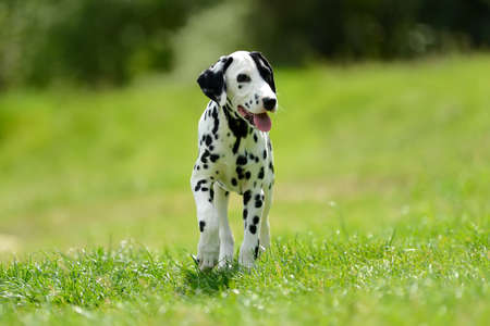 Adorable dalmatian dog outdoors in summerの写真素材