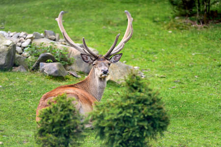 Close young male deer in summer forestの写真素材