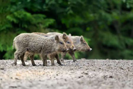 Small wild boar in the forest in the springtimeの写真素材